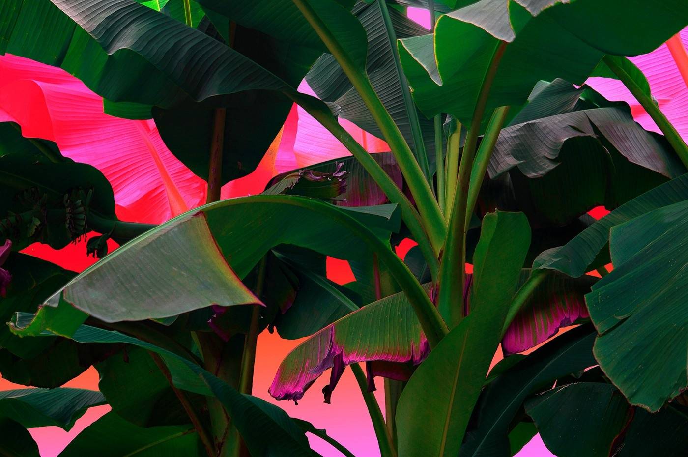 寫微信公眾號的，都是下九流！-鋒巢網(wǎng)