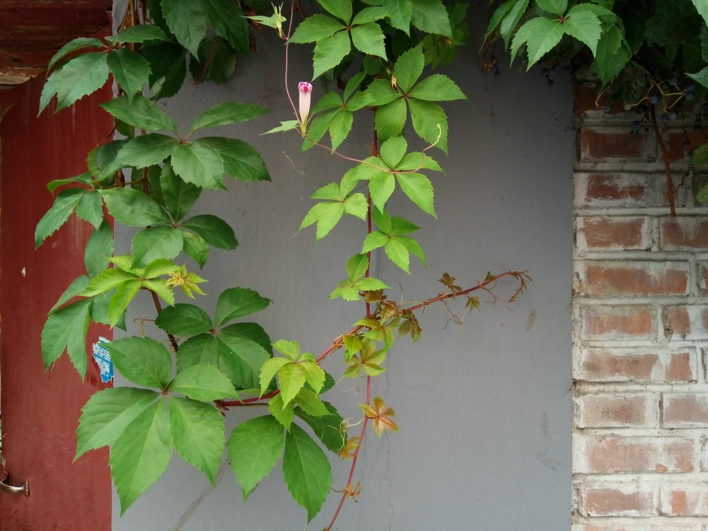 5000mAh大容量電池+雙鏡頭設計 華碩電神4評測-鋒巢網(wǎng)