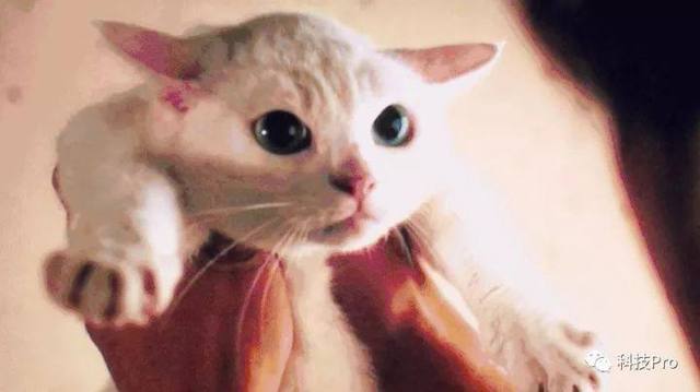 連貓咪都愛吸的“去霾神機” ：豹米B70空氣凈化器體驗-鋒巢網