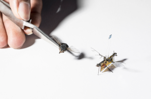 仿生昆蟲以激光光束為動力飛行-鋒巢網(wǎng)