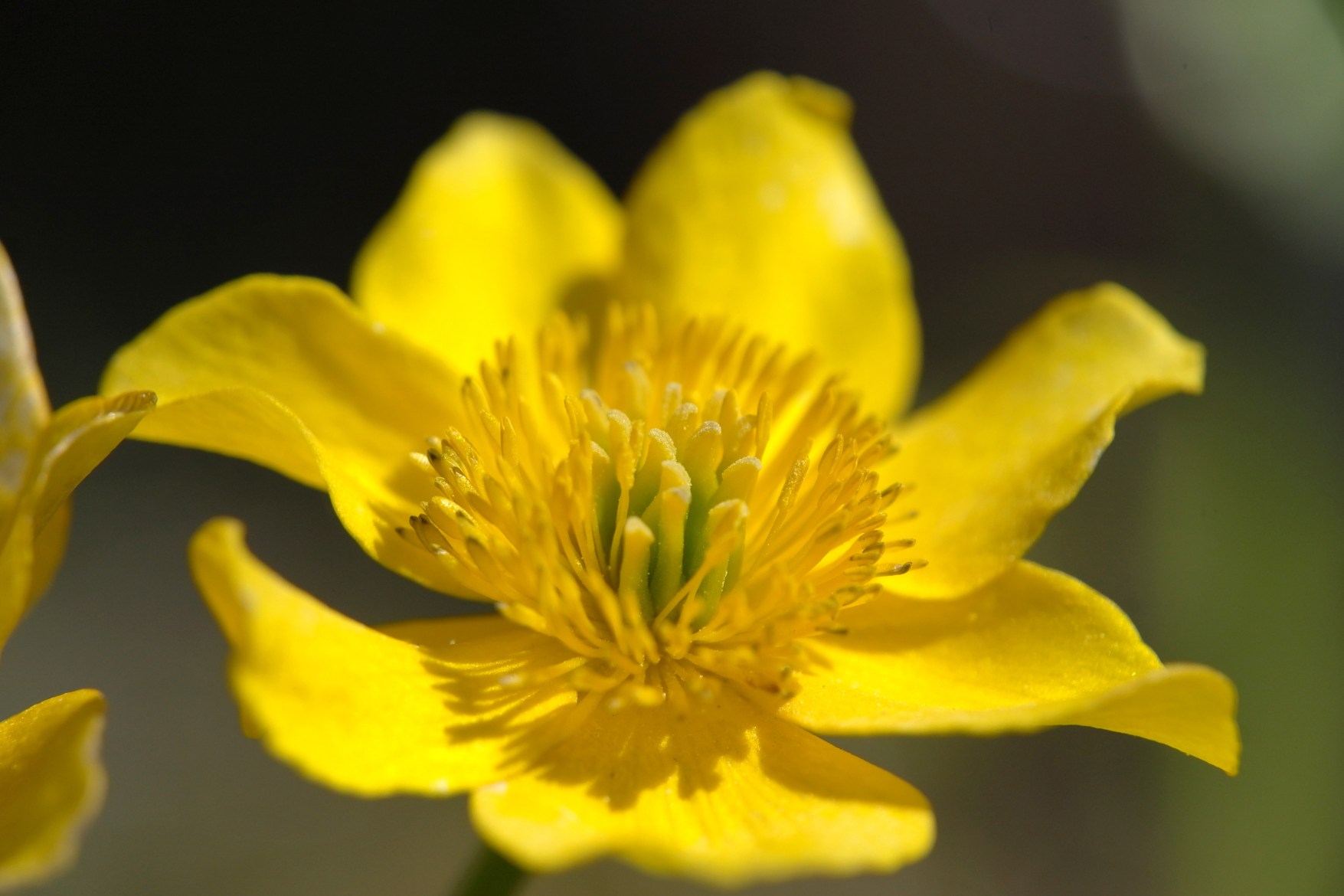 Leica 發(fā)布 Elpro 52 高品質(zhì)近攝鏡頭，工藝精湛，堪稱完美！-鋒巢網(wǎng)