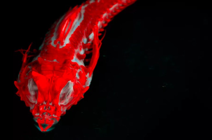 這群長相地域的生物 出自科學(xué)家之手-鋒巢網(wǎng)