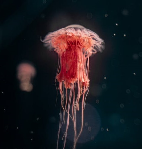 大幅下跌，全球智能手機都不好過-鋒巢網(wǎng)