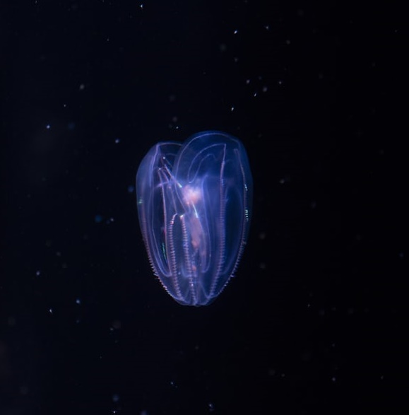 誰在幫馬斯克封神？-鋒巢網(wǎng)