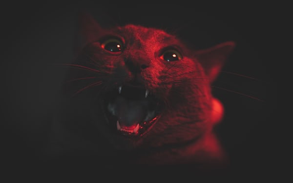 “蔚來”神教-鋒巢網(wǎng)