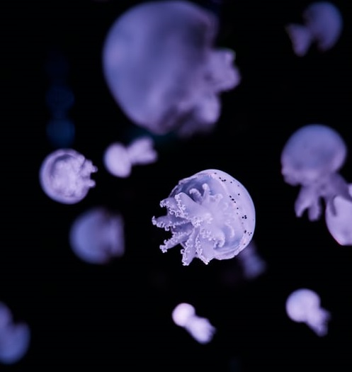 米聊復(fù)活，雷軍還沒放棄的社交夢-鋒巢網(wǎng)