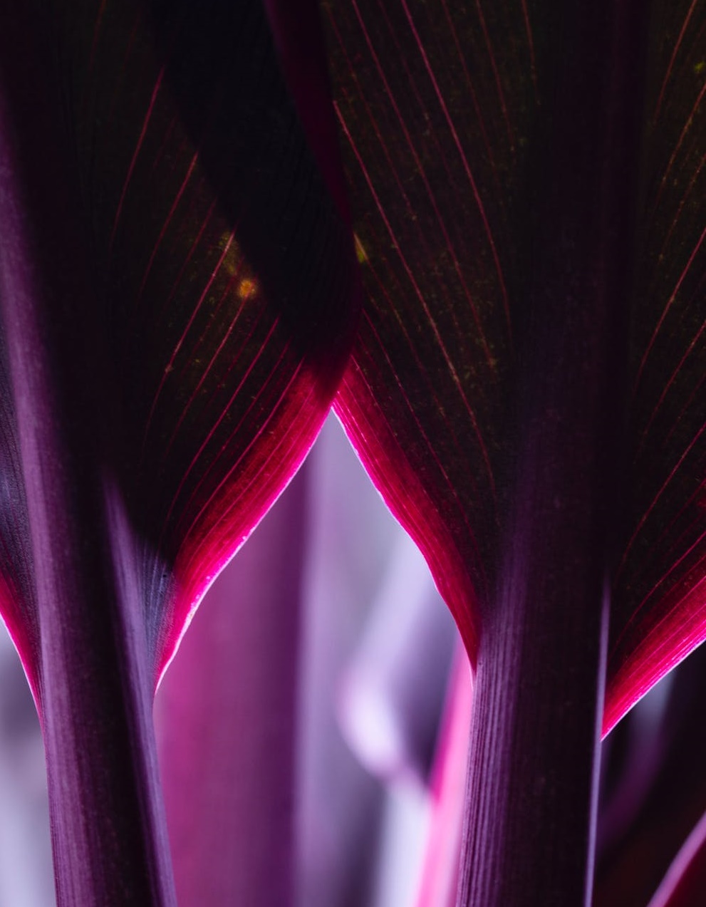 2021反壟斷“元年”-鋒巢網(wǎng)