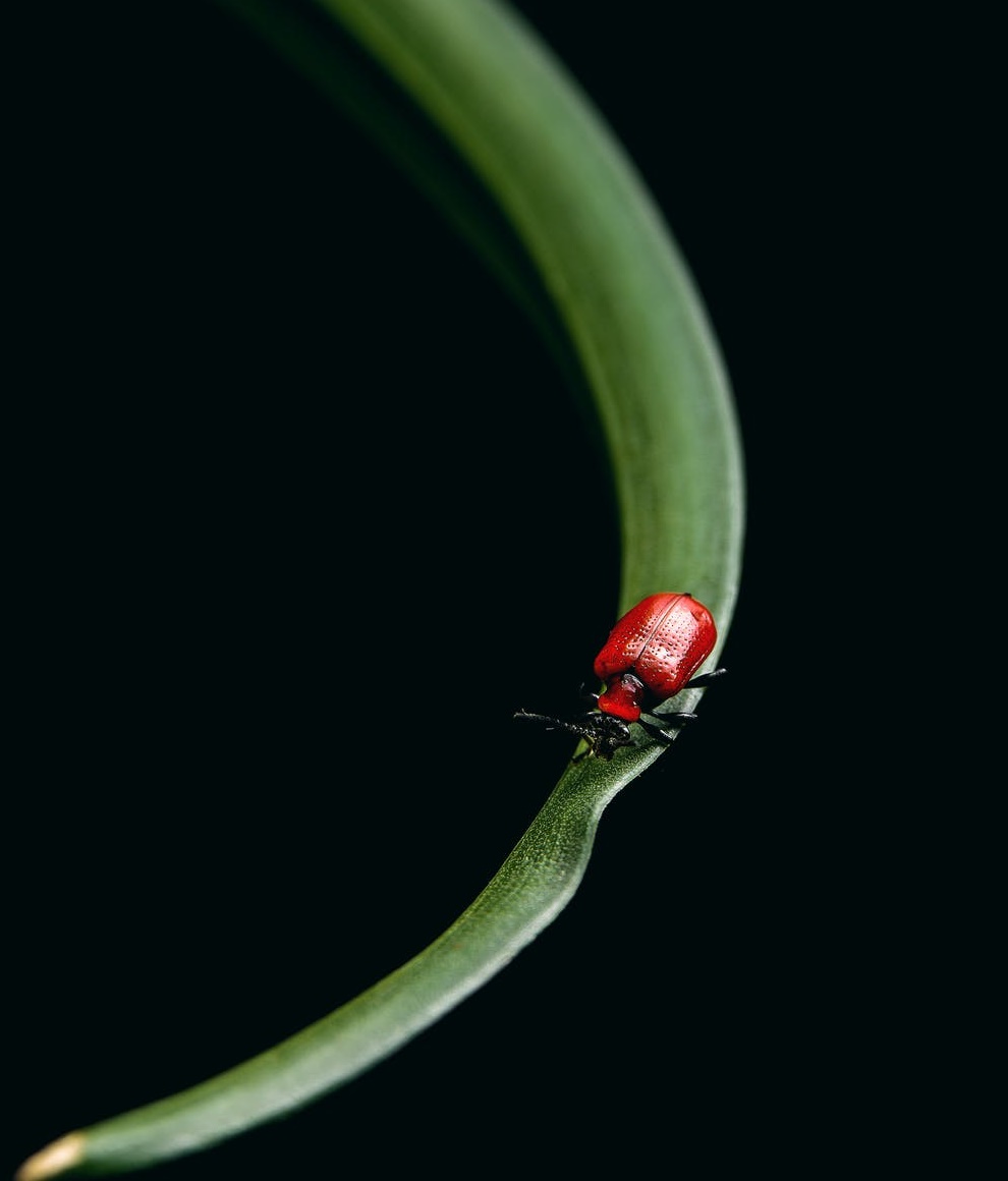 手機(jī)廠商死于太聰明-鋒巢網(wǎng)